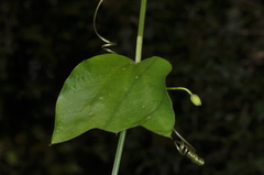 Passiflora urnifolia