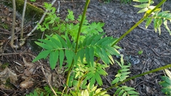 Valeriana officinalis sambucifolia