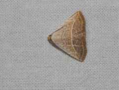 Eublemma gayneri