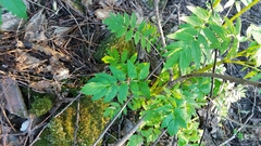 Valeriana officinalis sambucifolia