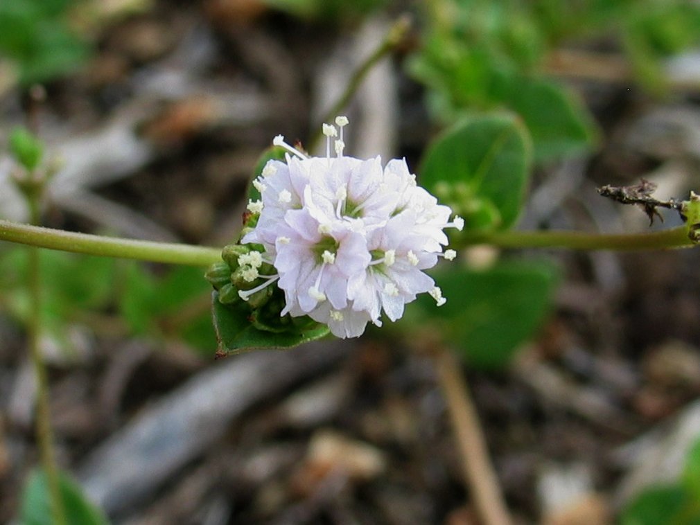 Boerhavia repens