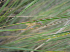 Euchorthippus pulvinatus