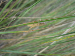 Euchorthippus pulvinatus