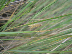 Euchorthippus pulvinatus