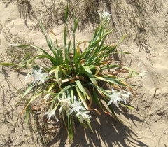 Pancratium maritimum