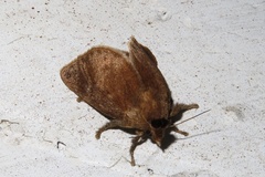 Scopelodes contracta