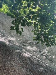 Celtis bungeana