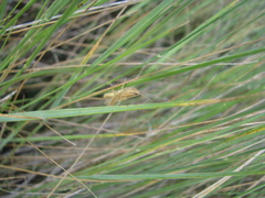 Euchorthippus pulvinatus