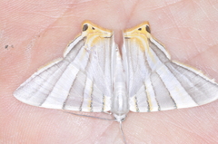 Phrygionis platinata
