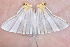 Phrygionis platinata