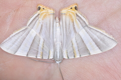 Phrygionis platinata