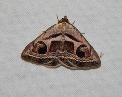 Cometaster pyrula
