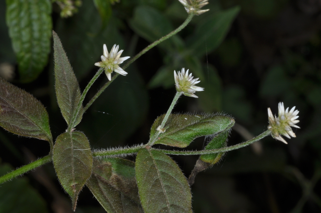 Alternanthera lanceolata