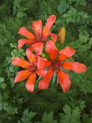 Lilium bulbiferum