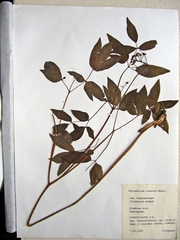 Caulophyllum robustum
