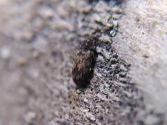 Synchita