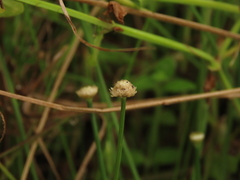 Eriocaulon truncatum