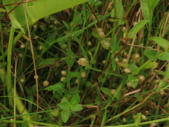 Eriocaulon truncatum