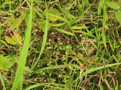 Eriocaulon truncatum
