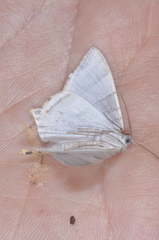 Phrygionis platinata