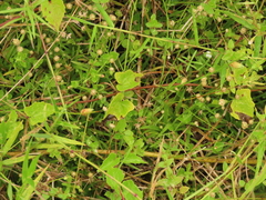 Eriocaulon truncatum