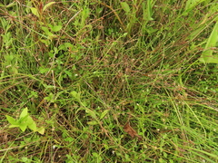 Eriocaulon truncatum