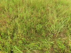 Eriocaulon truncatum