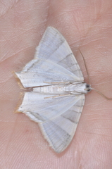 Phrygionis platinata