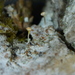 Sclerophora pallida - Photo (c) Renāte Kaupuža, some rights reserved (CC BY-NC), uploaded by Renāte Kaupuža
