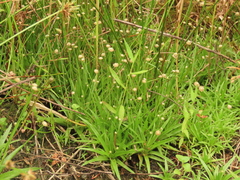 Eriocaulon truncatum