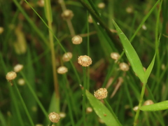Eriocaulon truncatum