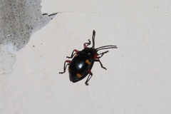 Eumorphus quadriguttatus pulchripes