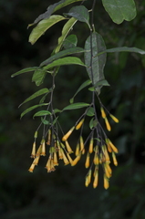 Cestrum lorentzianum