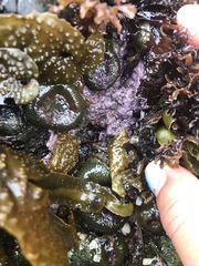 Chamberlainium tumidum