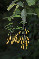 Cestrum lorentzianum