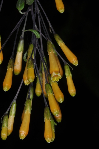 Image of Cestrum lorentzianum by (c) aacocucci, some rights reserved (CC BY)