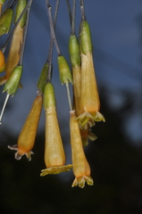 Cestrum lorentzianum