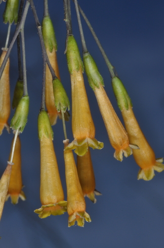 Image of Cestrum lorentzianum by (c) aacocucci, some rights reserved (CC BY)