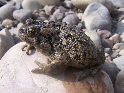 Western Toad photographed in Wyoming