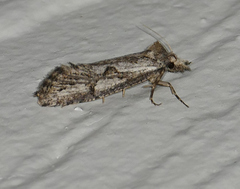 Acrolophus variabilis