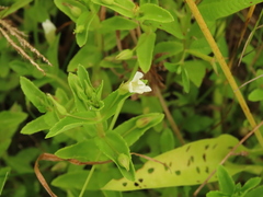 Limnophila aromatica