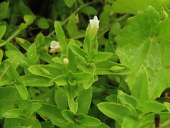 Limnophila aromatica