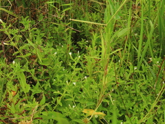 Limnophila aromatica