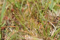 Trichophorum cespitosum germanicum