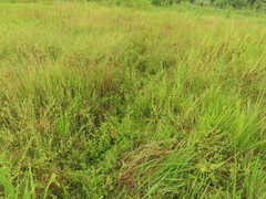 Limnophila aromatica