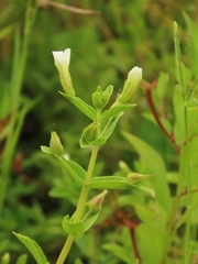 Limnophila aromatica