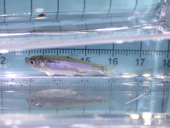 Opsariichthys evolans