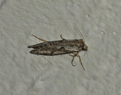 Acrolophus variabilis