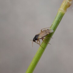 Plesiodema pinetella