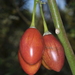 Tamarillo - Photo (c) aacocucci, some rights reserved (CC BY-NC), uploaded by aacocucci